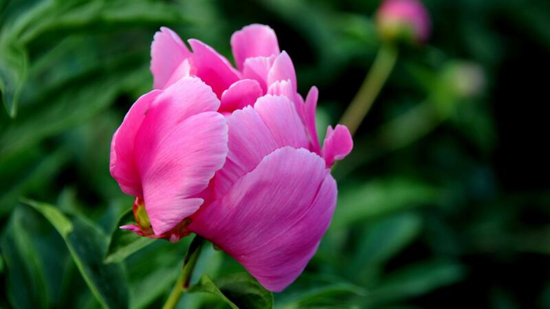 芍藥花怎麼養