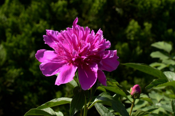 芍藥花怎麼養