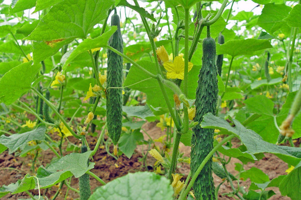 絲瓜種子怎麼催芽