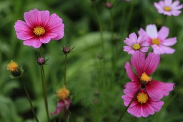 格桑花一年開幾次