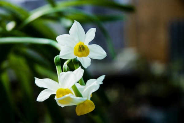 水仙開花後怎樣留明年