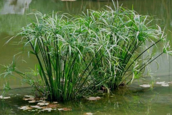 水竹黃葉子怎麼治療