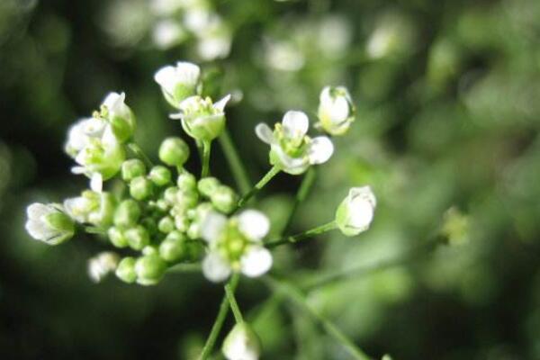 薺菜開什麼顏色的花