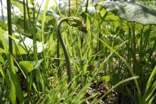 蕨菜生長在什麼地方