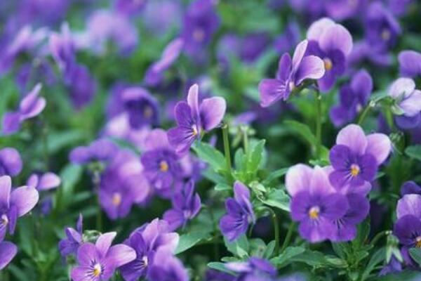 蝴蝶花幾點開花時間