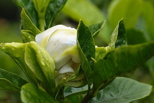 桅子花葉子都幹枯怎麼辦