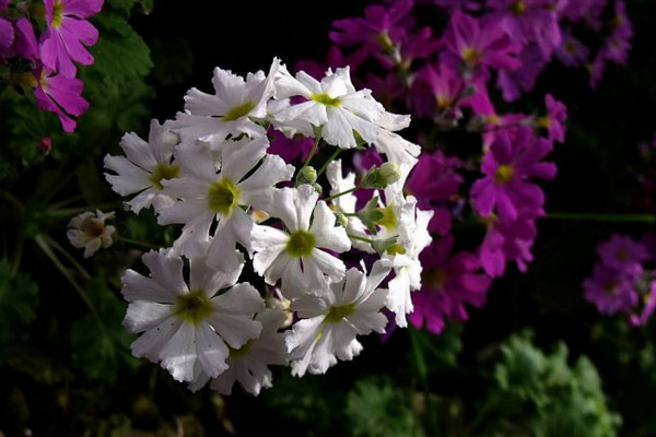 櫻草花怎麼養殖