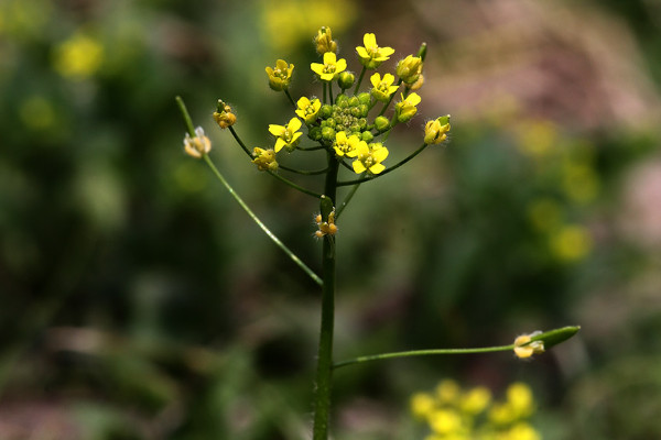 小米花花語是什麼意思