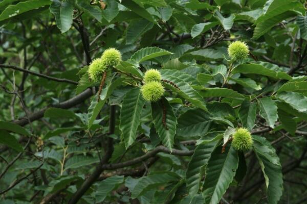 板栗樹什麼時候發芽