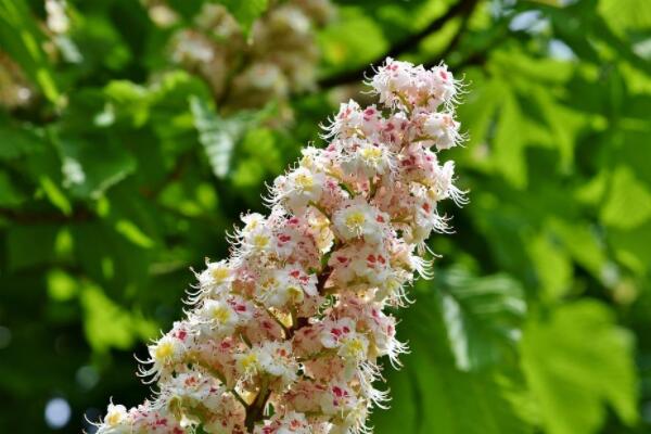 板栗樹什麼時候發芽