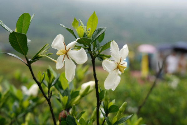 梔子花葉子發黃怎麼辦