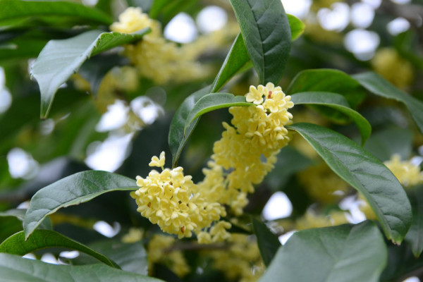 桂花樹太高怎麼截