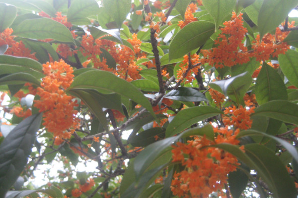 桂花樹太高怎麼截