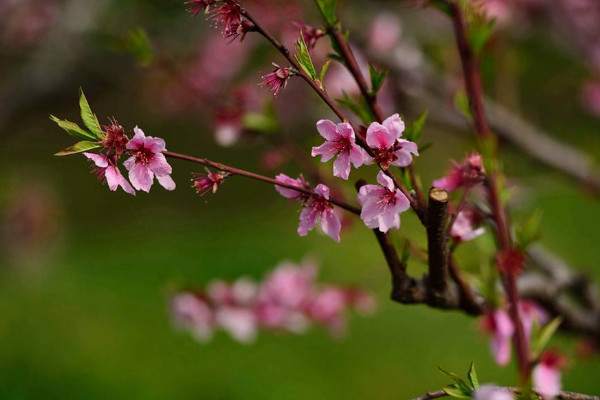 桃樹開花了還能嫁接嗎