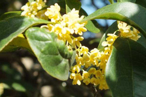 桂花樹新芽尖枯萎原因