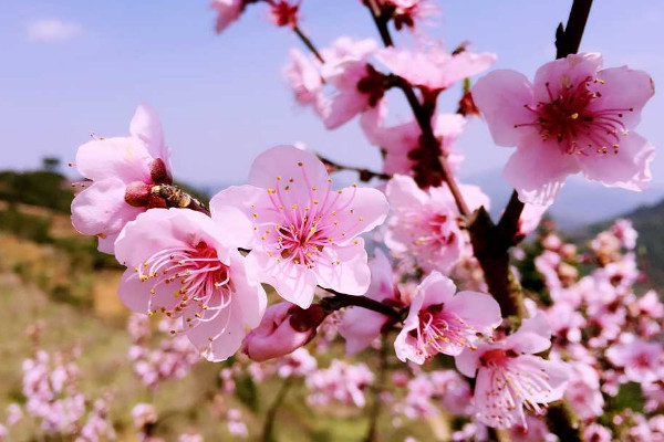 桃花開花過程