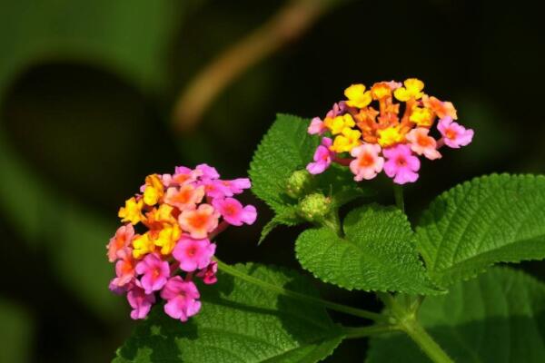 如意花怎麼澆水