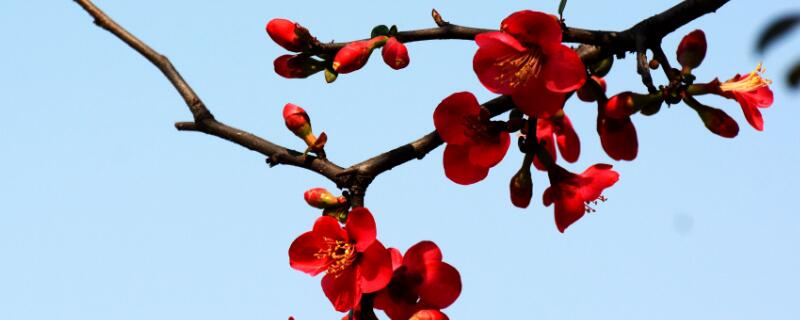 海棠花掉花苞怎麼回事