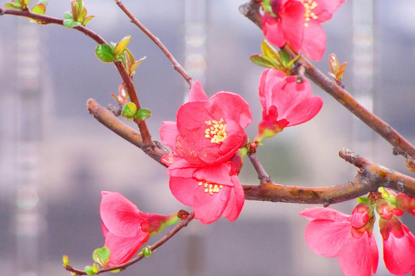 海棠花掉花苞怎麼回事