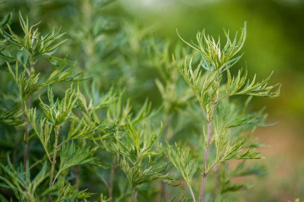 艾青是什麼植物