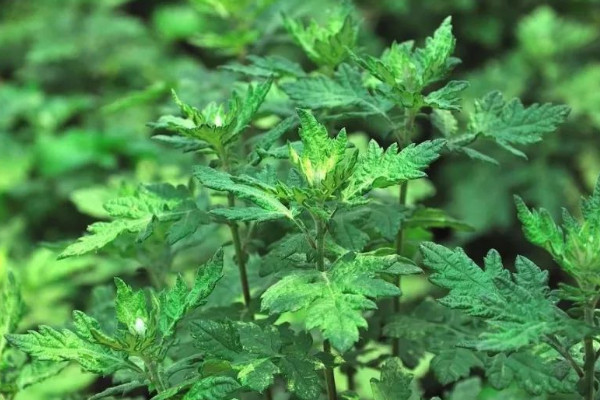 艾青是什麼植物