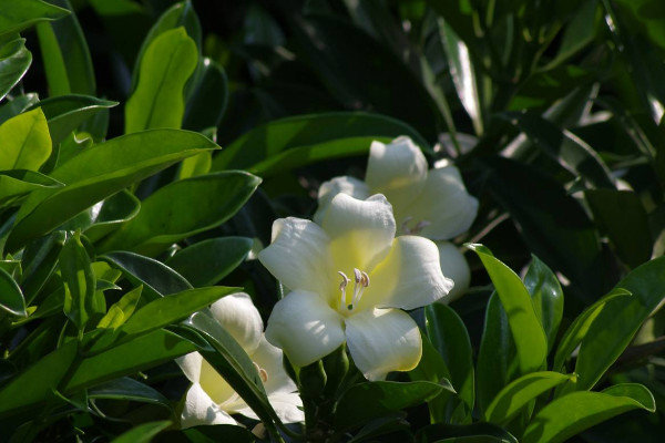 如何讓非洲茉莉開花