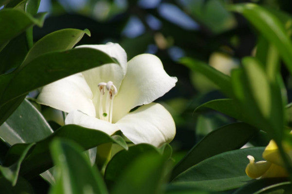 如何讓非洲茉莉開花