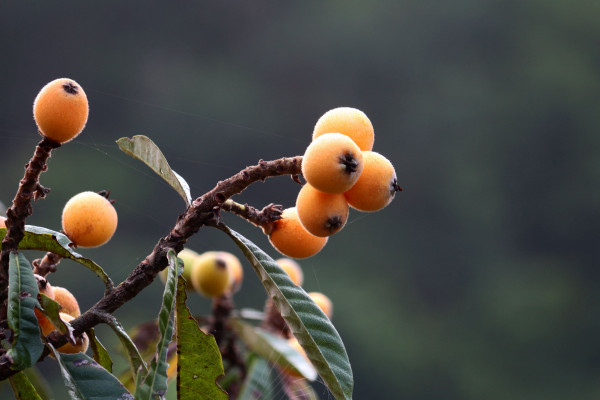 枇杷籽怎麼種植