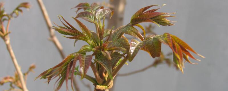 香椿樹什麼時候發芽