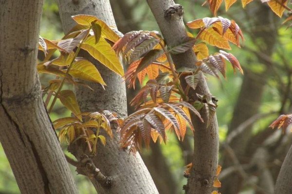 香椿樹什麼時候發芽