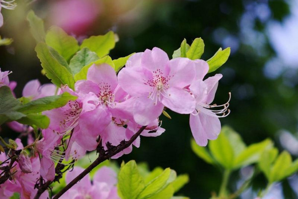 杜鵑花什麼時候開