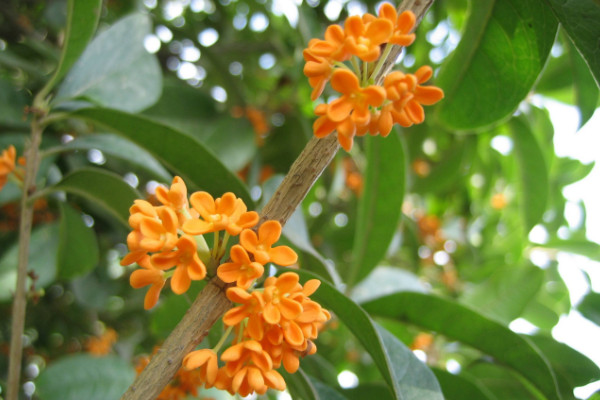 桂花樹怎麼養殖