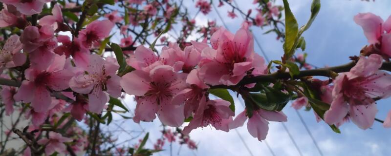 桃樹開花時能澆水嗎