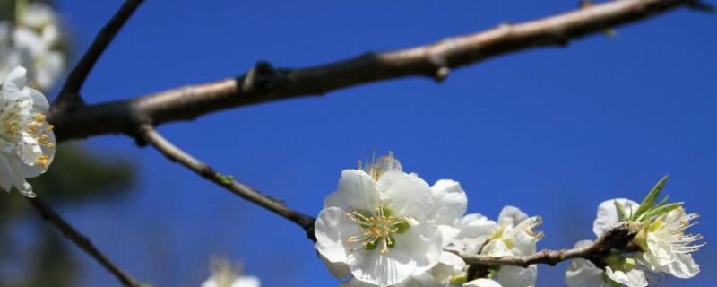 梨樹開花期間如何防凍傷