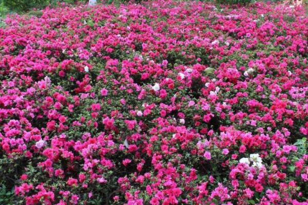 淨化空氣的植物室內花