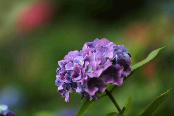 繡球花幾月施肥