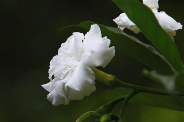 梔子花黃葉怎麼辦