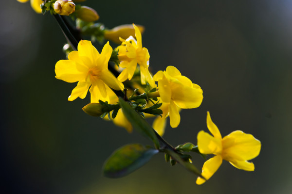 迎春花可以在家裏養嗎