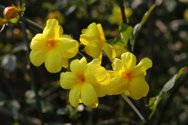 迎春花可以在家裏養嗎