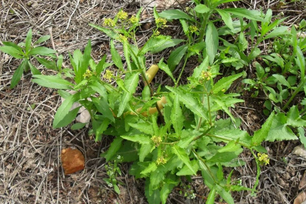 野生芥菜有幾種