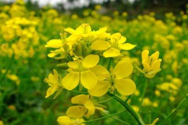 油菜花是什麼菜