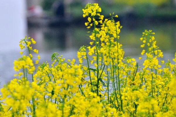 油菜花是什麼菜