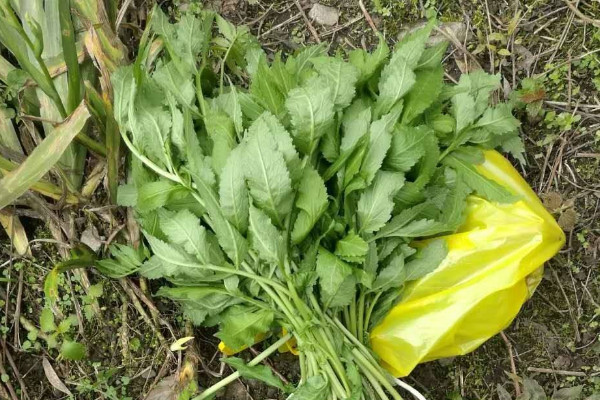 雪芽菜又叫什麼菜