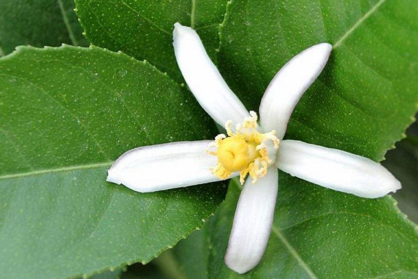 檸檬開花時怎樣坐果