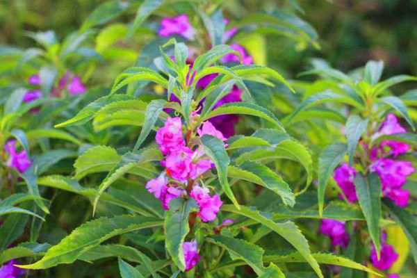 鳳仙花的生長過程