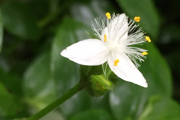 白花紫露草的養殖方法