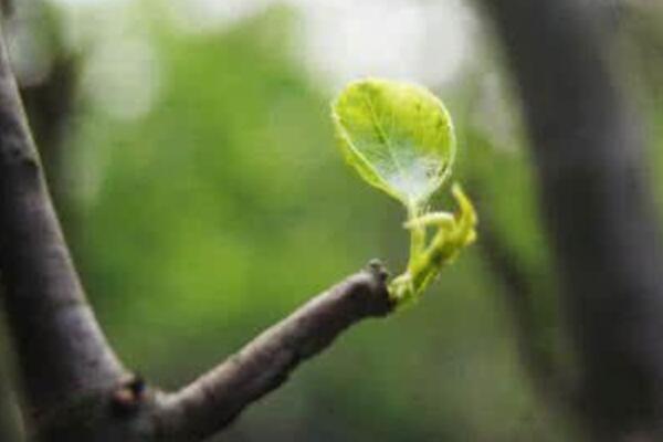 樹不發芽怎麼辦