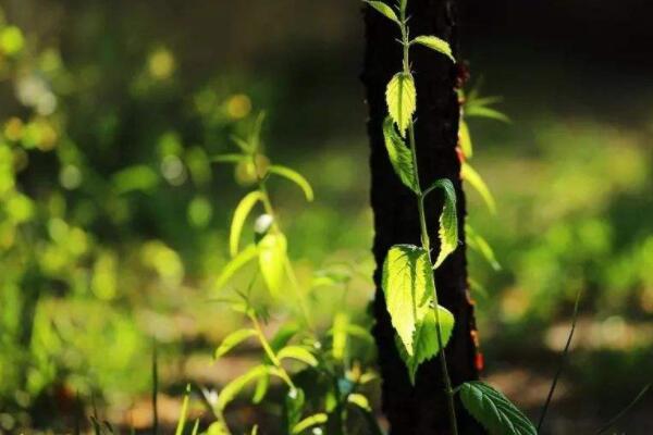 樹不發芽怎麼辦