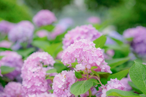 繡球花為什麼不開花