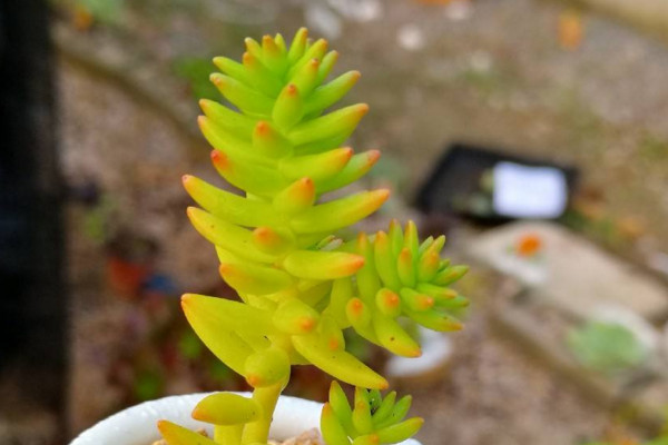 白花小鬆怎麼養